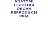Anatomi Fisiologi Reproduksi Pria