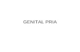 Gambar Genitalia Laki-laki Praktikum
