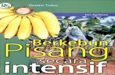 berkebun pisang secara intensif