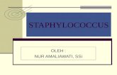 Staphylococcus Sp