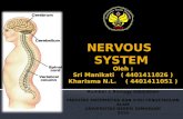 Sistem saraf Pada Manusia ( Human Nervous System) Kelompok 1 ( Manik & Kharisma)