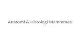 Anatomi & Histologi Mammmae