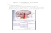 2. Arteri Pada Kepala Dan Leher (Kuliah)
