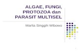 Algae Fungi Protozoa Dan Parasit Multisel2