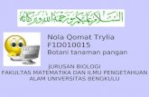 Nola Qomat Trylia F1D010015