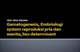 Gametogenesis, Embriologi System Reproduksi Pria Dan Wanita,Sex
