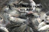 Pembesaran Ikan Nila
