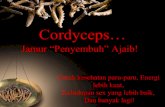 initokoku.com - Oriyen Organic Cordyceps
