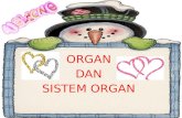 Organ dan sistem organ new (2)