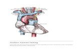 Struktur Anatomi Jantung.doc