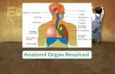 Anatomi Organ Respirasi (Putra Pramudia)