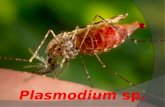 Plasmodium Sp [Autosaved]