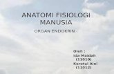 Anfisman - Kel.endokrin