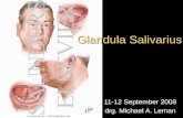 Glandula Salivarius