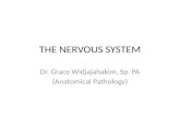 Nervous System, Jan 2011