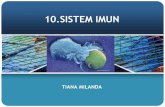 10. Sistem Imun