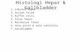 Gerald - Histologi Hepar