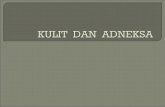 Kulit Dan Adneksa 2011-2012