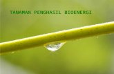 Tanaman penghasil bioenergi