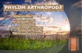 Phylum arthropoda
