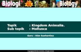 Kingdom Animalia Invertebrata Mollusca