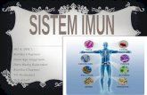 Ibd sistem imun