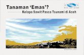 Tanaman Emas-Kelapa Sawit Pasca Tsunami Di Aceh
