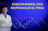 Kuliah Endokrinologi Reproduksi Pria