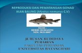 Presentasi Rproduksi Ikan Baung
