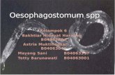 Oesophagostomum spp