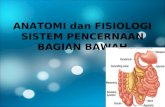 ANATOMI Dan FISIOLOGI Sistem Pencernaan