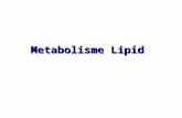 Metabolisme Lipid 1