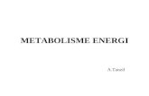 Metabolisme Energi Rev