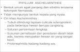 PHYLLUM  ASCHELMINTHES