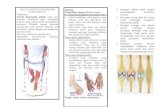 Leaflet Artritis Reumatoid