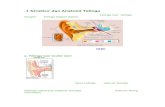 1 Struktur dan Anatomi Telinga