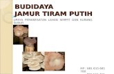 Budidaya Jamur Tiram Editan