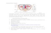 Anatomi Sistem Urinaria-1