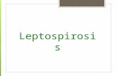 Penyuluhan leptospirosis