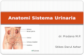 Anatomi Urinaria