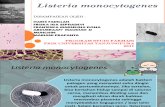 listeria monocytegenes