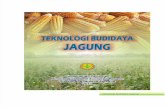 Teknologi Budidaya Jagung