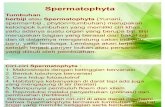 Spermatophyta Alva Lashyadi x.12 - 3