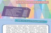 Elektroforesis Dna