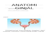 Anatomi-histologi Ginjal Idk Case 3 Blok Gus