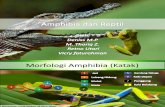 Amphibia Dan Reptil Final Edited
