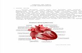 Struktur Dan Fungsi Sistem Kardiovaskuler