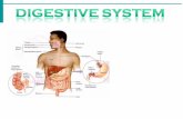 Anatomi Fisiologi Digestive System