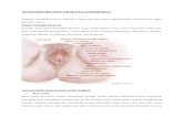Anatomi Organa Genetalia Feminina