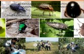 Keragaman Serangga Di Tapos, Taman Nasional Gunung Gede Pangrango
